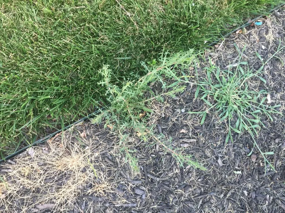 Trusted landscaping services experts serving Belton, MO - Pro Turf and Pro Pest Solutions