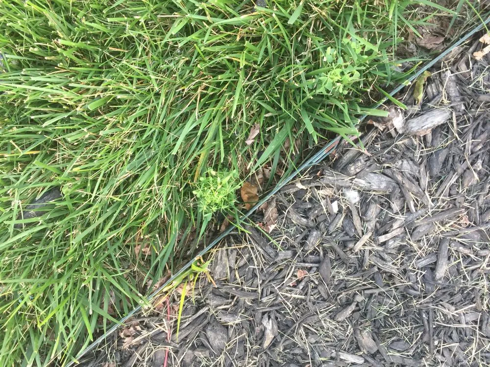 Top-rated lawn care service in Belton, MO - Pro Turf and Pro Pest Solutions