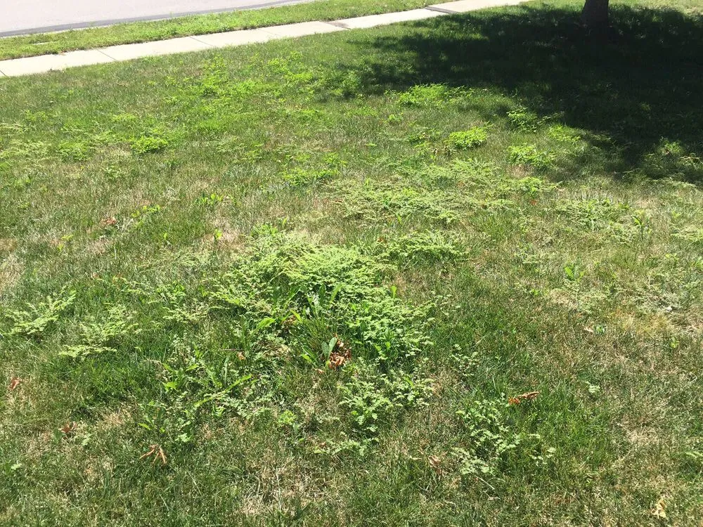 Top-rated landscaping services for beautiful yards across Belton, MO - Pro Turf and Pro Pest Solutions