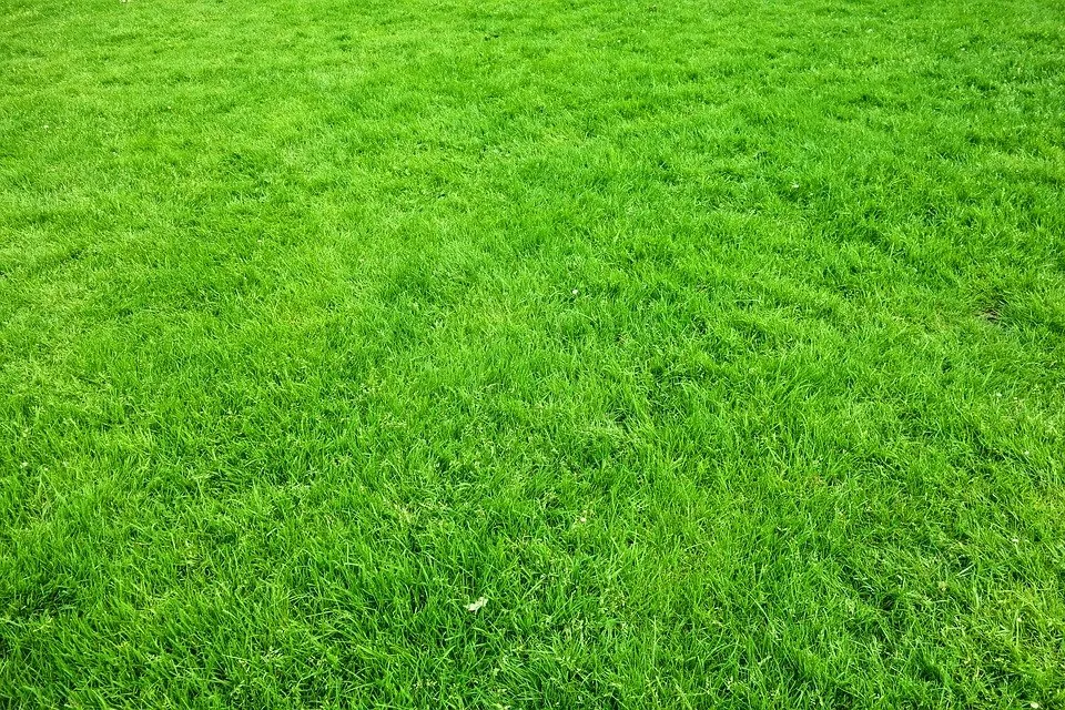 Local yard maintenance in Brownsboro, AL by Pro Turf Landscape Services