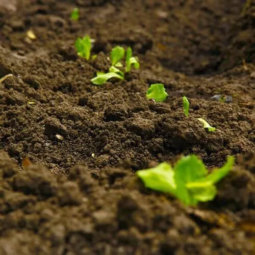 Trusted landscape design experts serving Albany, NY - Pro Value Landscaping & Snow Removal