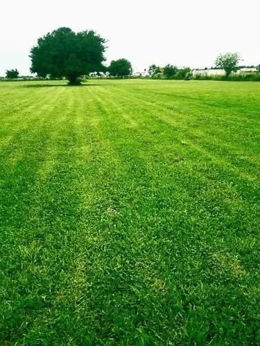 Reliable lawn care service in Revere, MA - Pro Veliz