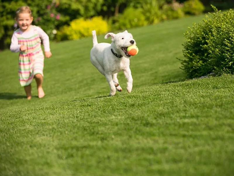 Expert lawn mowing service for year-round maintenance across Appleton, WI - Pro-X Systems