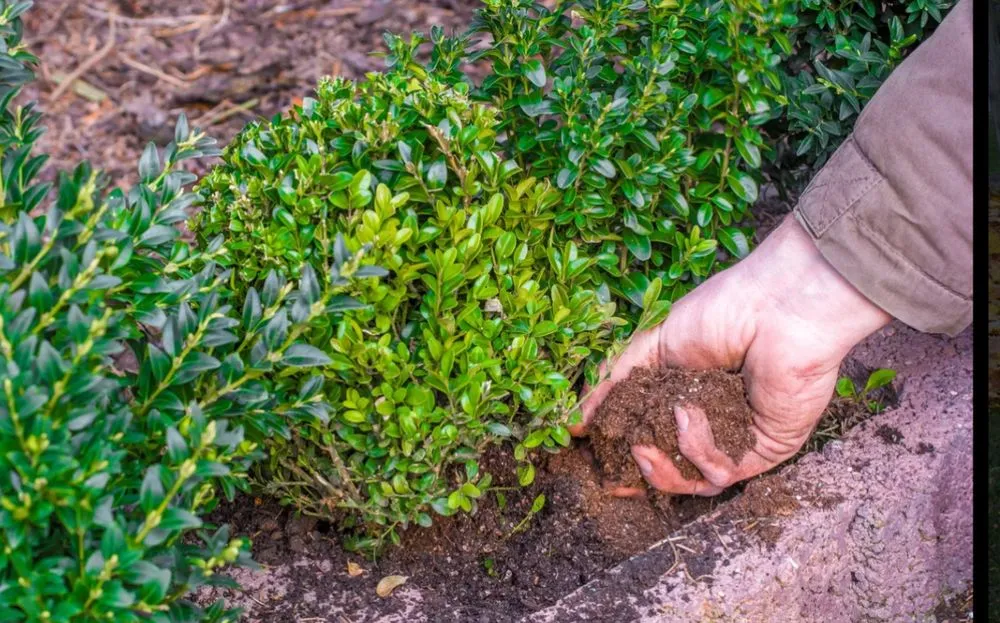 Top-rated lawn mowing service in Collinsville, IL by ProCare Lawn Solutions