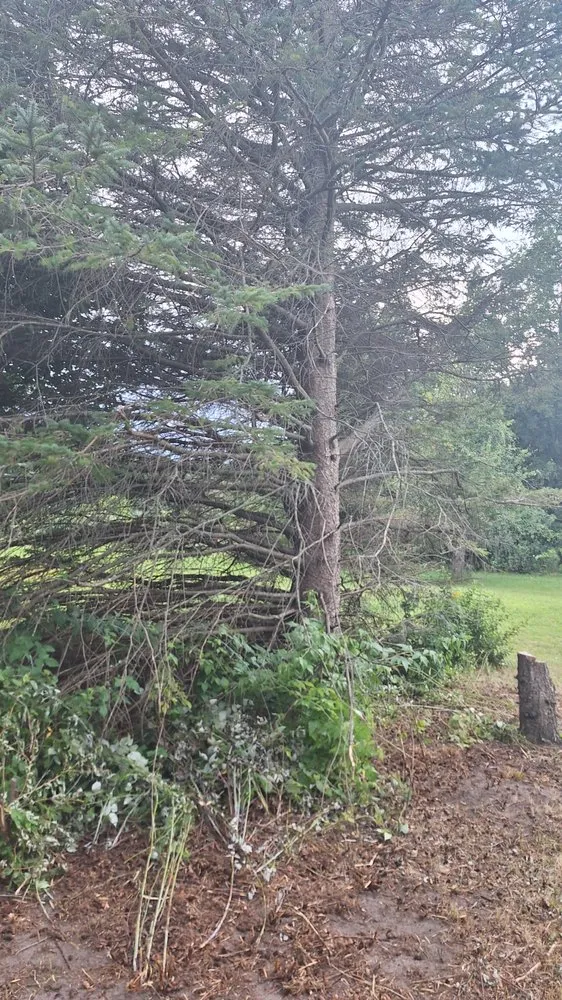 Professional lawn care service in Bear Lake, MI - ProCraft Home Services