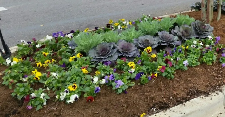 Top-rated outdoor landscaping in Mobile, AL by Procut Management