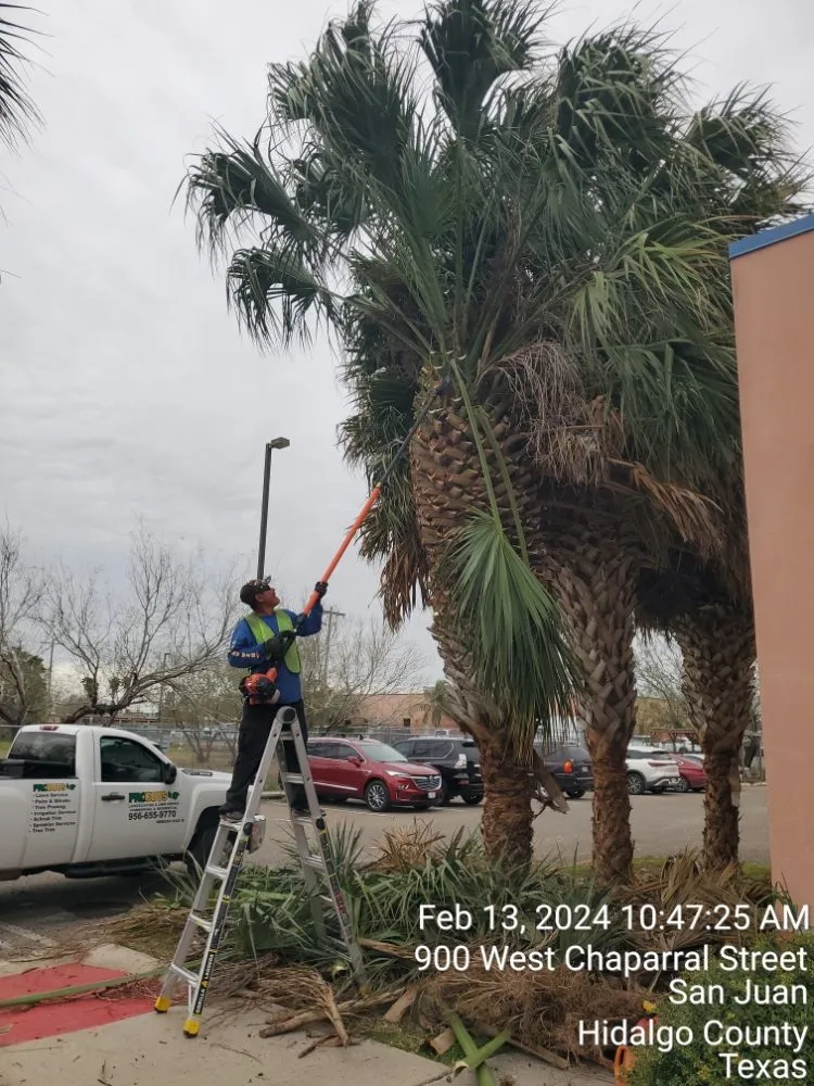 Reliable yard maintenance experts serving Mission, TX - Procut's Landscaping