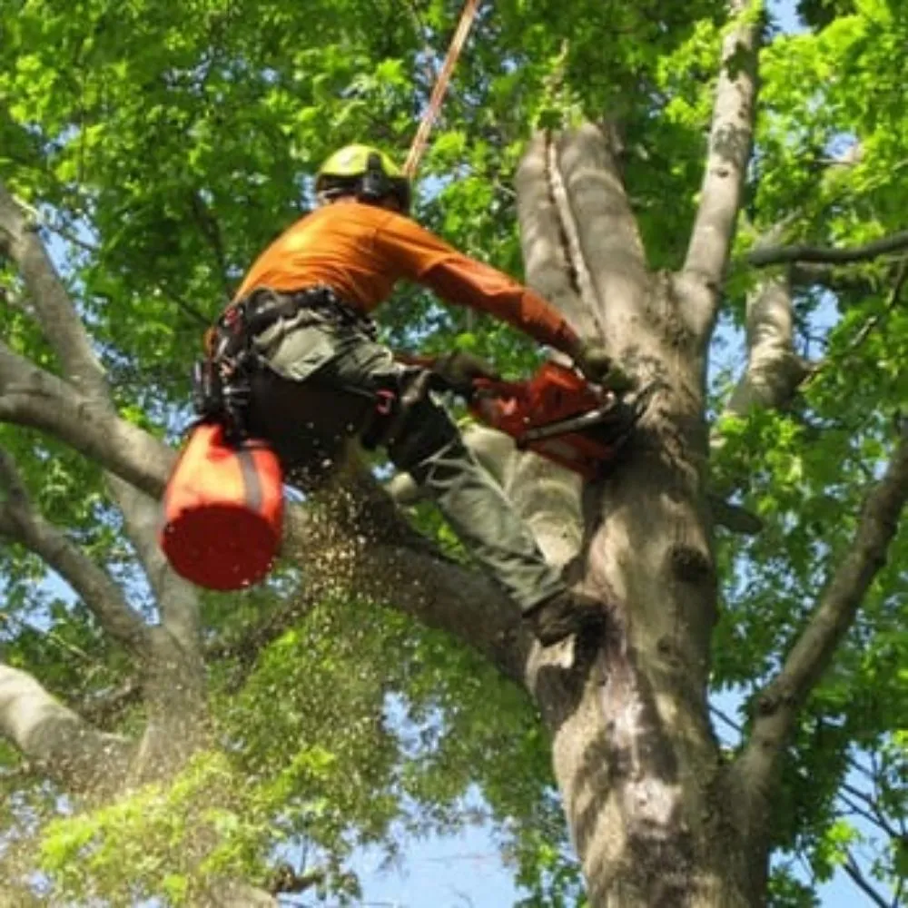 Expert landscaping services for homes in Mission, TX by Procut's Landscaping