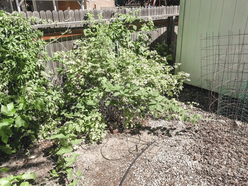 Top-rated lawn mowing service for beautiful yards across Boise, ID - Prodigy Hedging