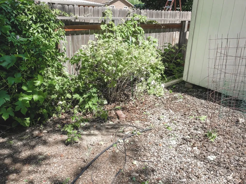 Professional garden landscaping in Boise, ID - Prodigy Hedging