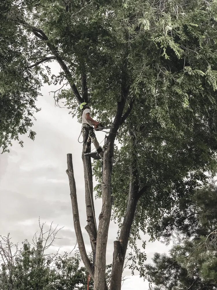 Expert landscaping services for residential properties across Boise, ID - Prodigy Hedging