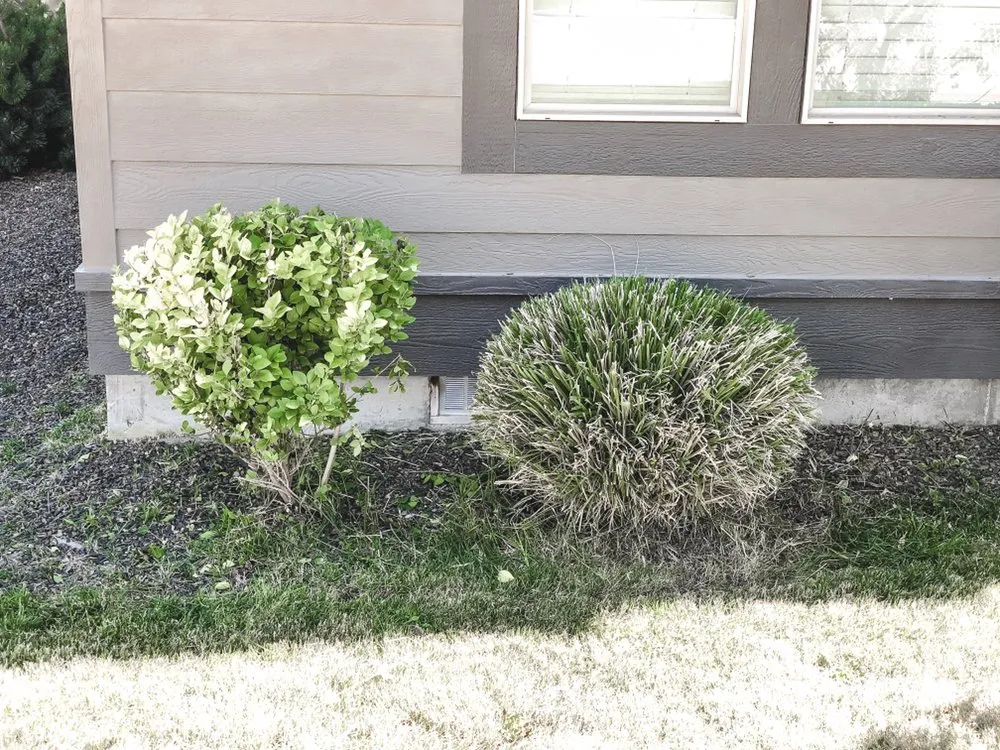 Custom lawn mowing service for outdoor upgrades across Boise, ID - Prodigy Hedging