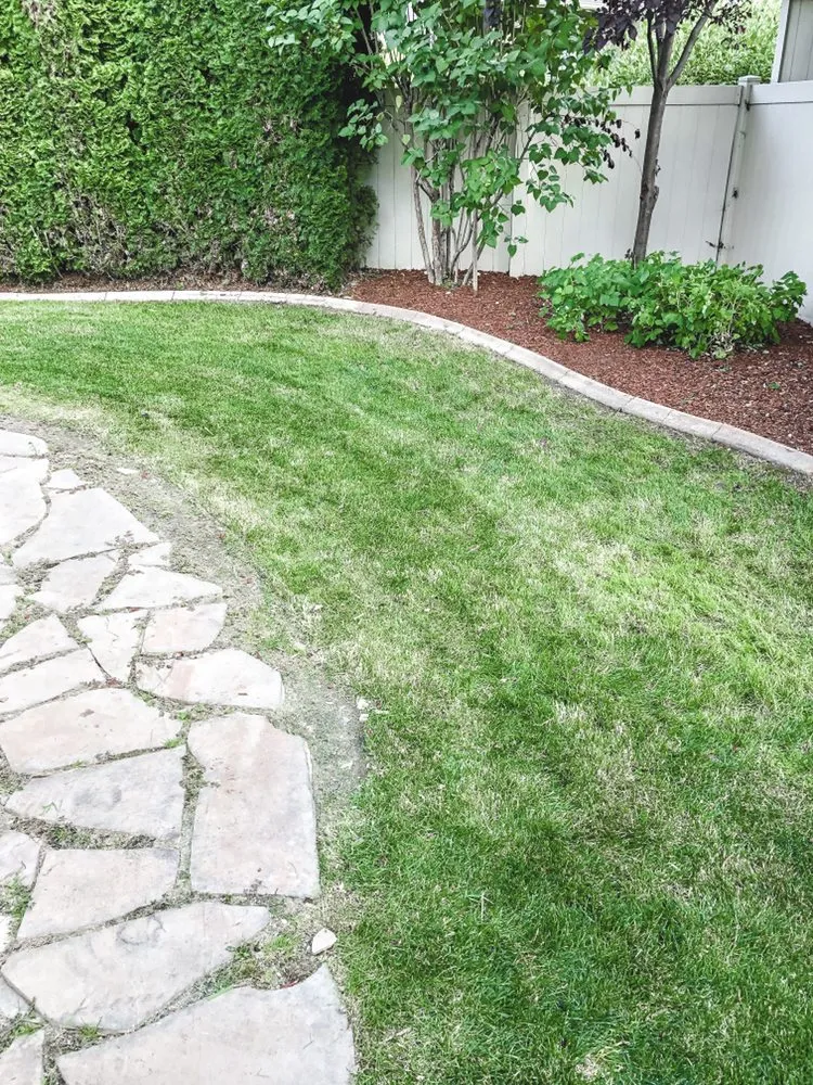Affordable lawn care service experts serving Boise, ID - Prodigy Hedging