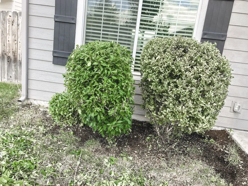 Reliable yard cleanup service for residential properties across Boise, ID - Prodigy Hedging