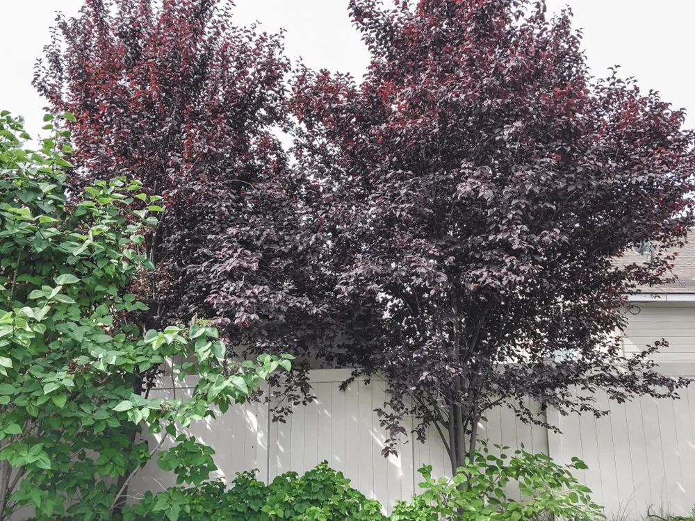 Top-rated yard cleanup service in Boise, ID - Prodigy Hedging