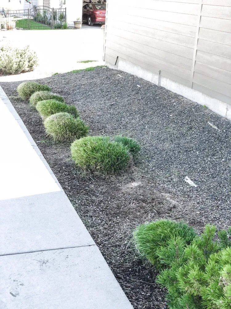 Professional landscape installation for beautiful yards in Boise, ID by Prodigy Hedging