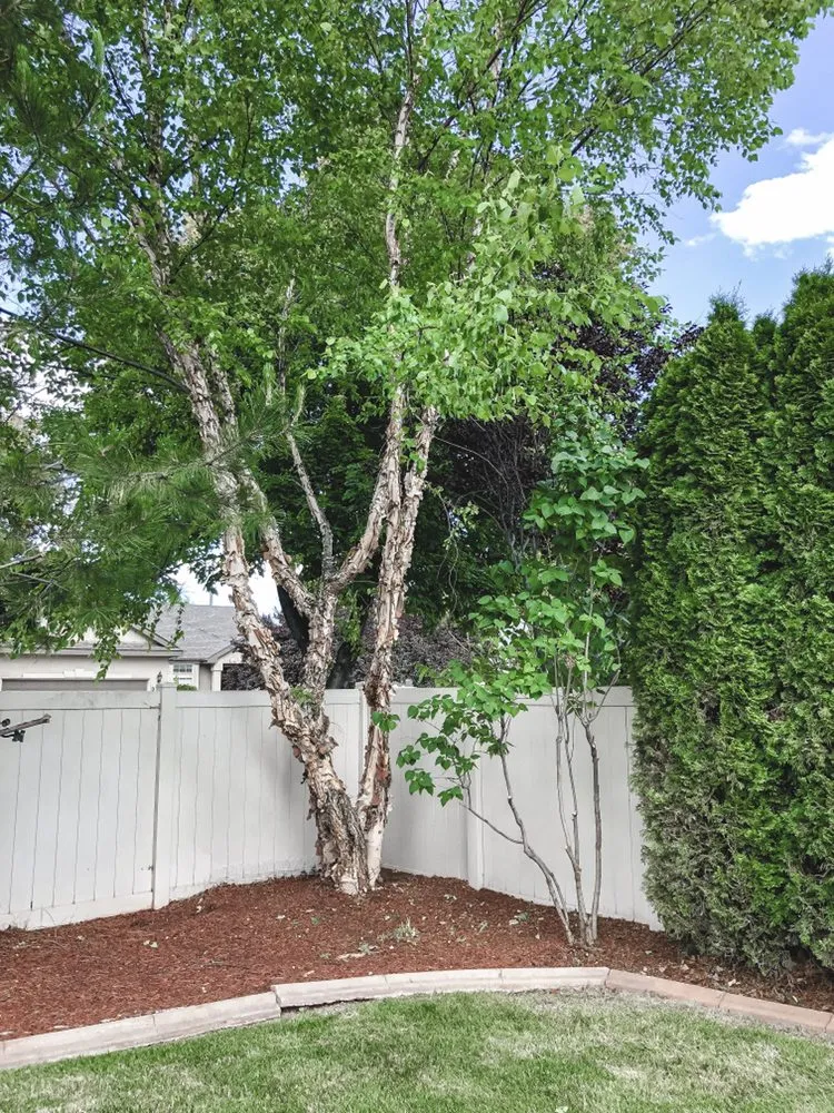 Local garden landscaping experts serving Boise, ID - Prodigy Hedging