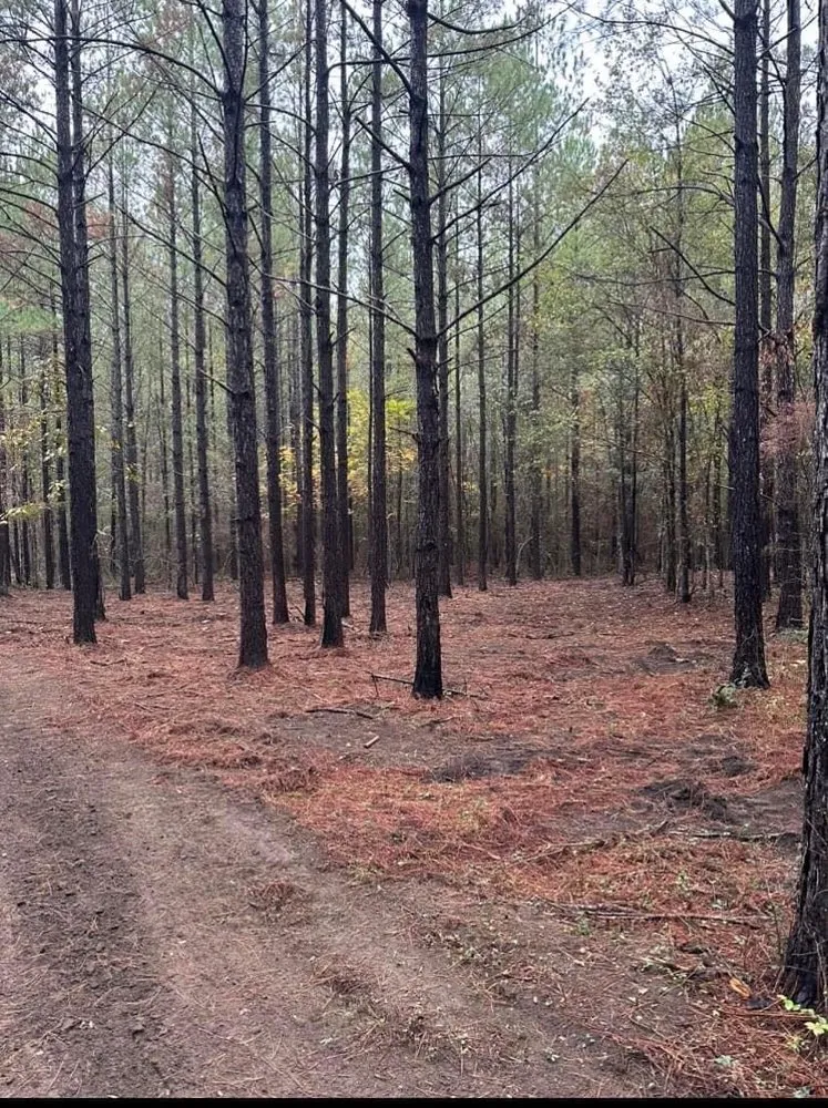 Affordable landscape design for outdoor upgrades across Sumrall, MS - Prodigy Land Management