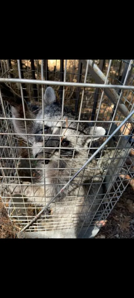 Reliable residential landscaping for year-round maintenance in Woodland, CA by Prodigy Pest Management