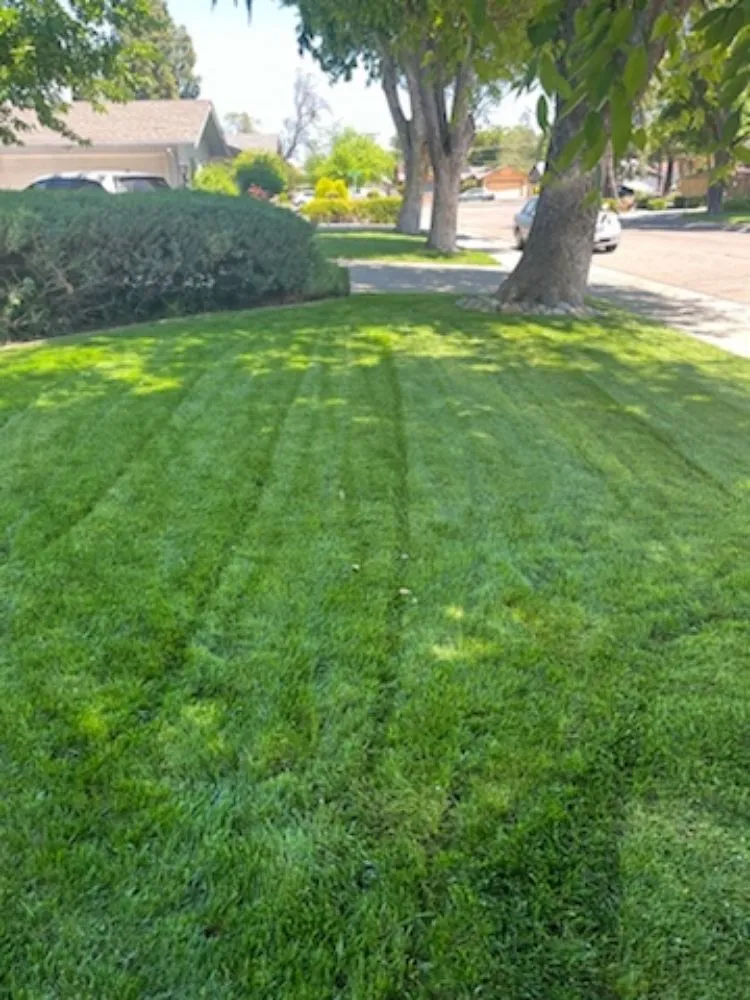 Top-rated landscape design near you across Woodland, CA - Prodigy Pest Management