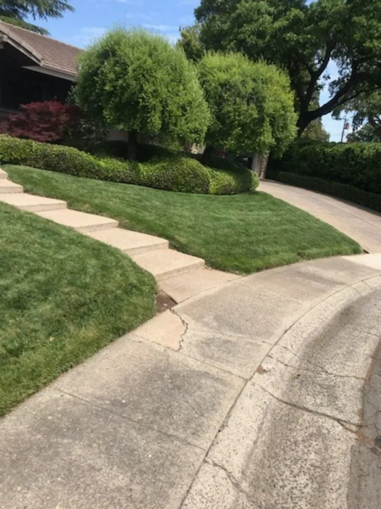 Affordable residential landscaping for residential properties across Woodland, CA - Prodigy Pest Management