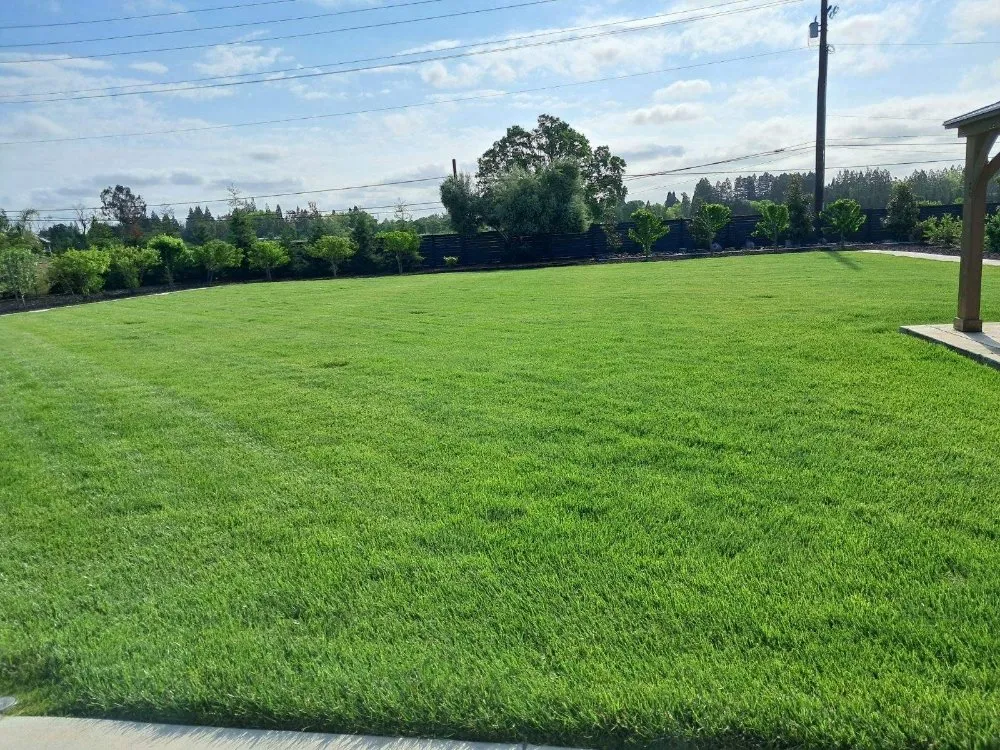 Local landscape installation for year-round maintenance across Woodland, CA - Prodigy Pest Management