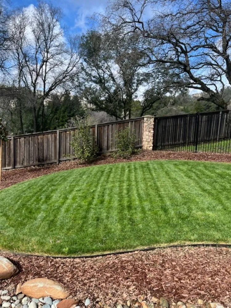 Trusted lawn care service for beautiful yards across Woodland, CA - Prodigy Pest Management