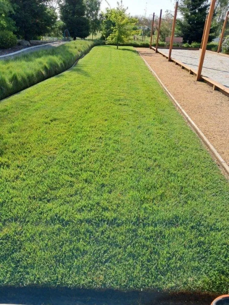 Expert lawn care service in Woodland, CA - Prodigy Pest Management