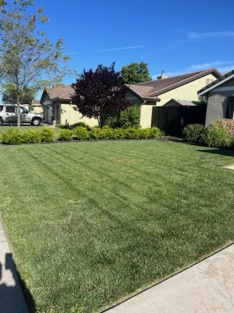 Expert lawn care service for year-round maintenance in Woodland, CA by Prodigy Pest Management