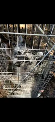 Prodigy Pest Management Logo