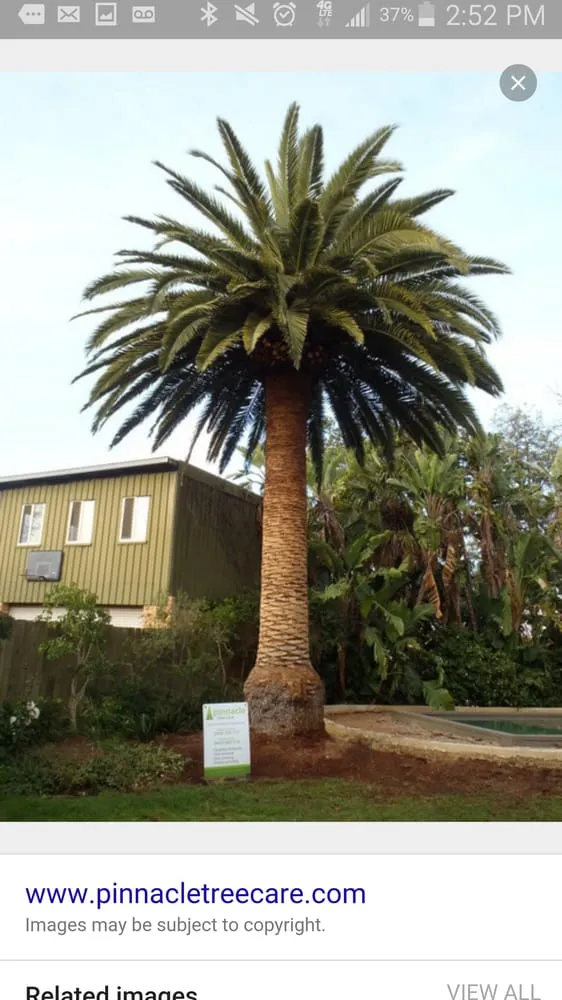 Custom yard maintenance in Concord, CA by Prodigy Works Tree Service
