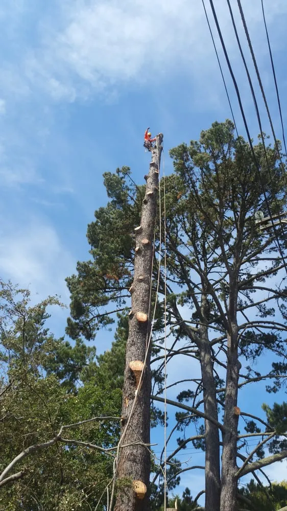 Reliable residential landscaping for residential properties in Concord, CA by Prodigy Works Tree Service