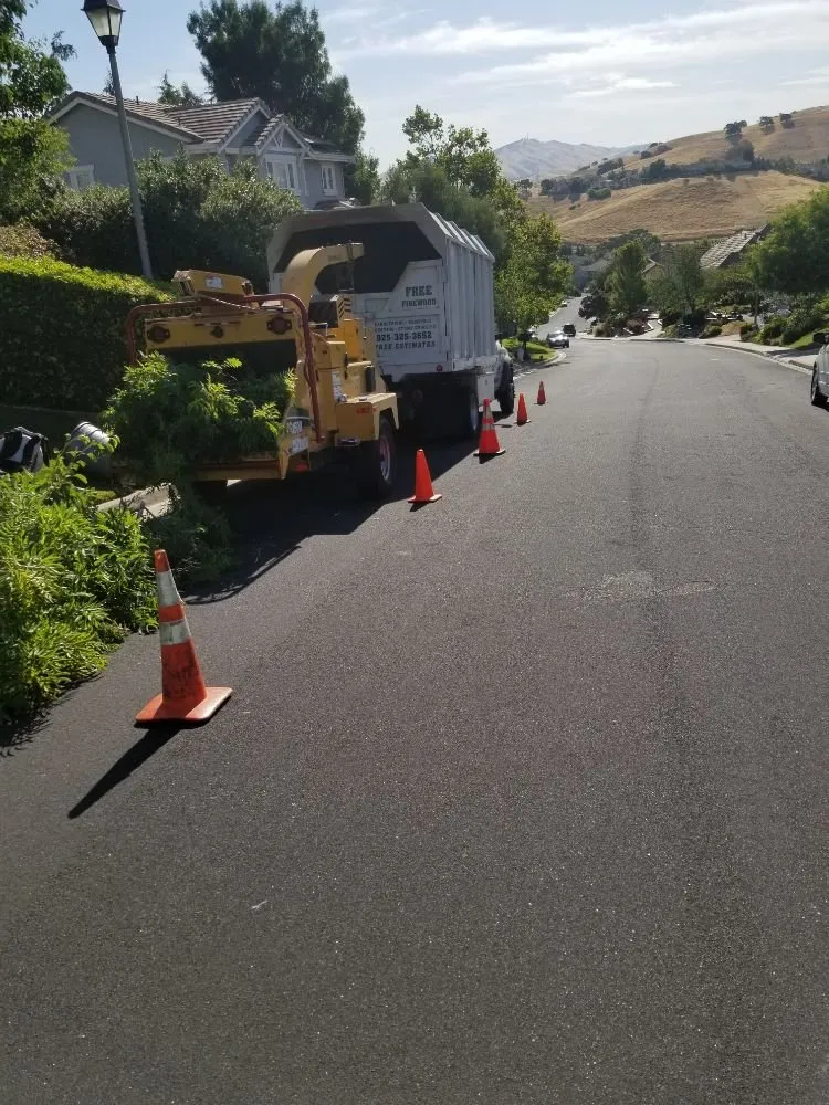 Custom yard cleanup service in Concord, CA by Prodigy Works Tree Service
