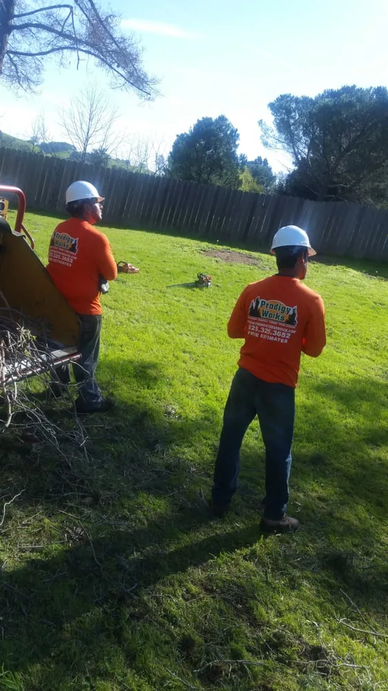 Affordable landscape design in Concord, CA by Prodigy Works Tree Service