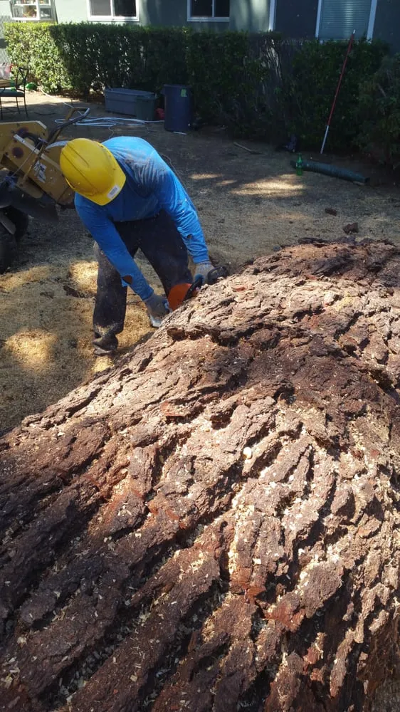 Trusted garden landscaping in Concord, CA - Prodigy Works Tree Service