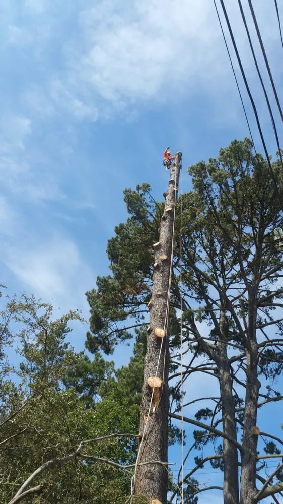 Trusted garden landscaping experts serving Concord, CA - Prodigy Works Tree Service