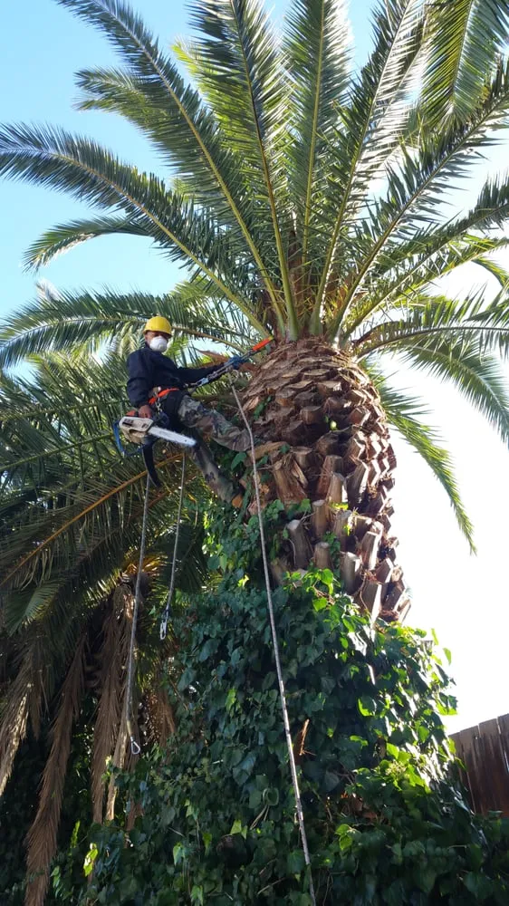 Reliable yard maintenance experts serving Concord, CA - Prodigy Works Tree Service