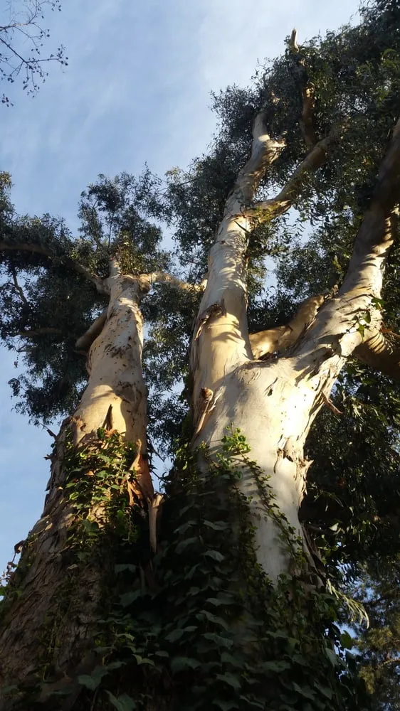 Local garden landscaping for residential properties across Concord, CA - Prodigy Works Tree Service