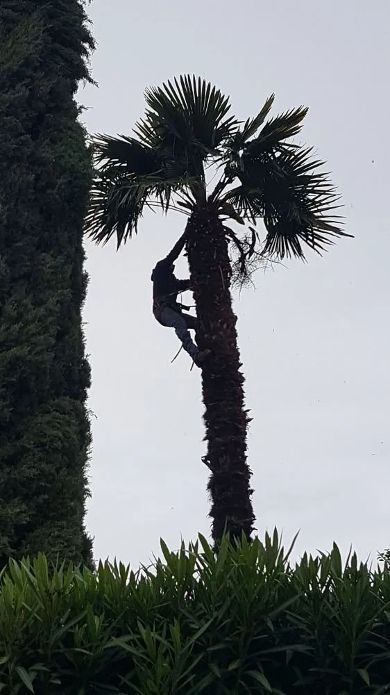 Trusted landscape design in Concord, CA by Prodigy Works Tree Service