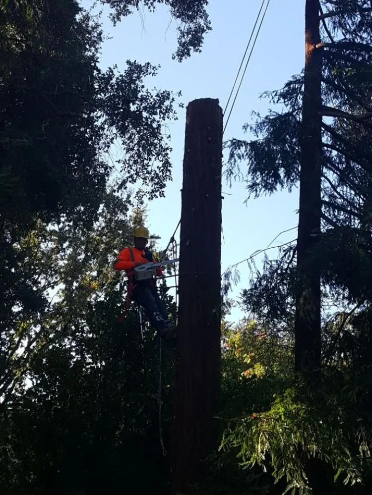 Expert landscape design in Concord, CA by Prodigy Works Tree Service