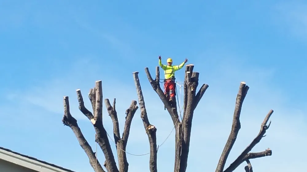 Affordable landscape design in Concord, CA - Prodigy Works Tree Service