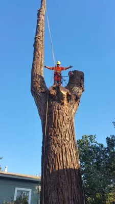 Prodigy Works Tree Service Logo