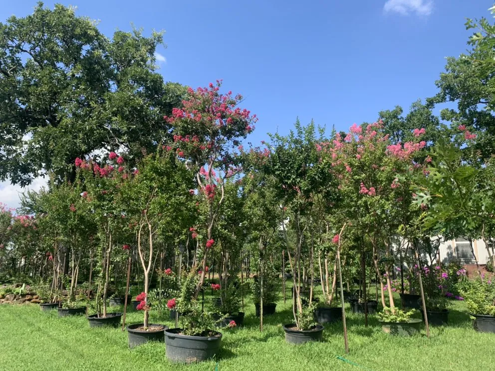 Reliable landscape design in Argyle, TX by Productos Del Campo