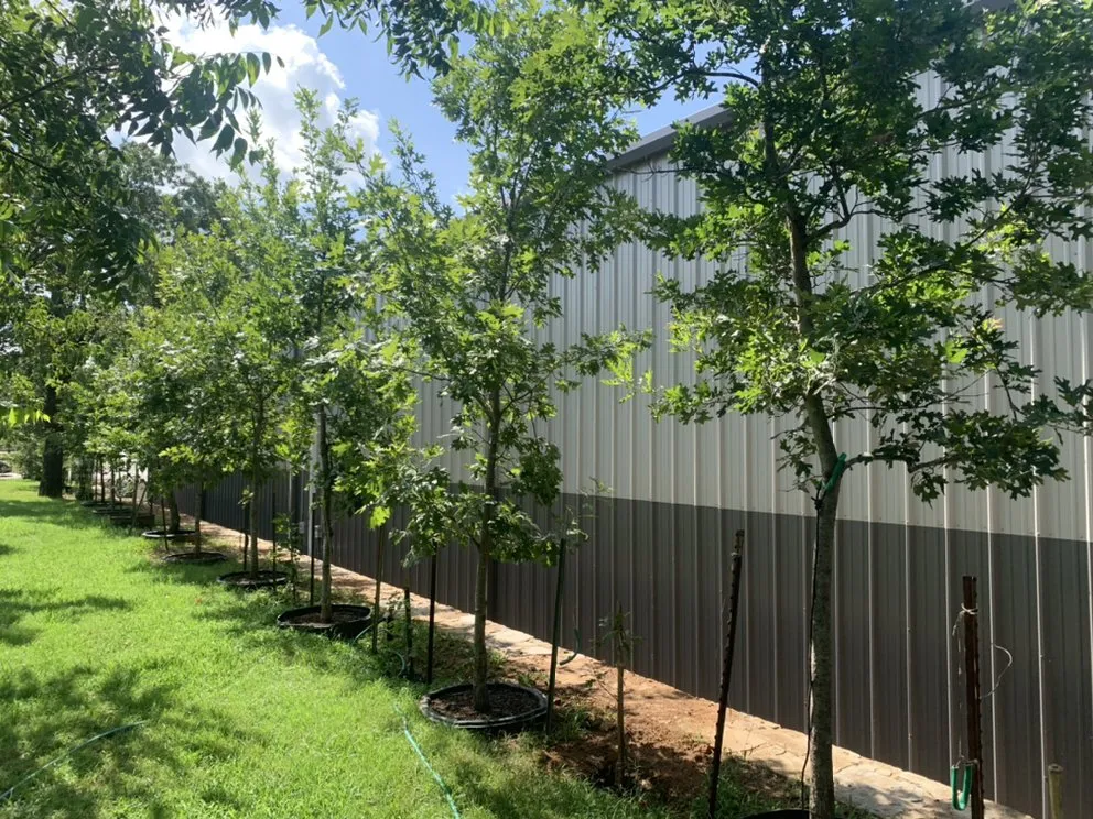 Top-rated lawn care service in Argyle, TX - Productos Del Campo