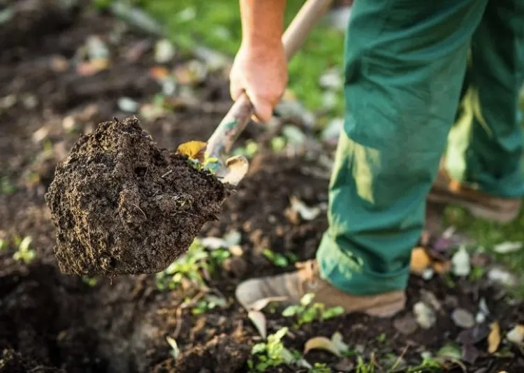 Local yard cleanup service in Marina, CA - ProEdge