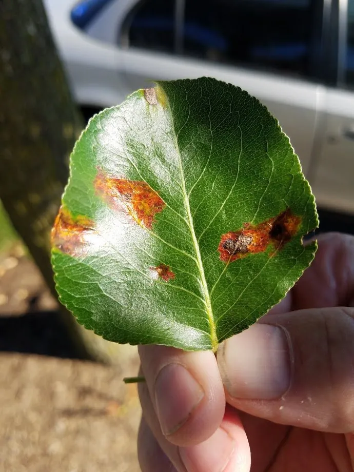 Top-rated outdoor landscaping for residential properties in Middletown, PA by Professional Approach Landscape Service