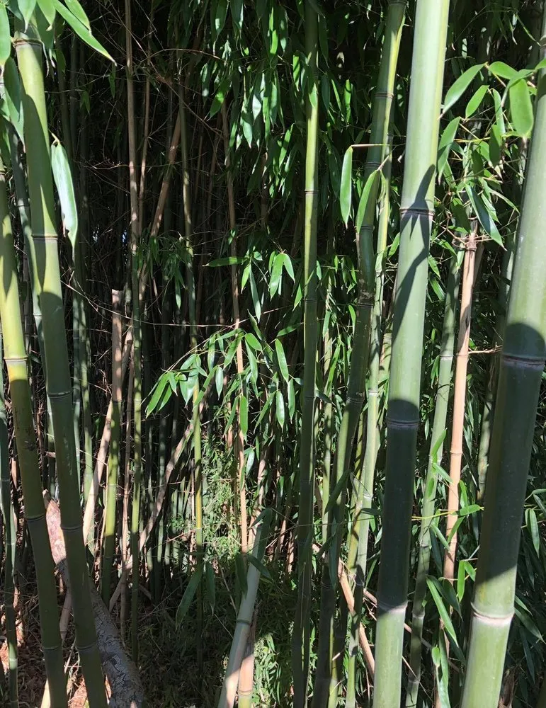 Expert landscaping services experts serving Parsippany, NJ - Professional Bamboo Landscapers