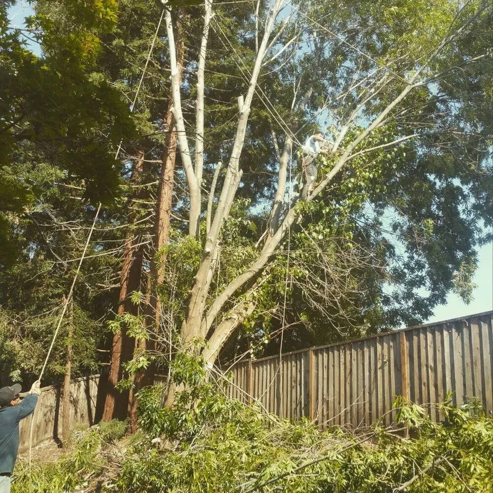 Affordable lawn care service in San Jose, CA by Professional Camel Landscaping