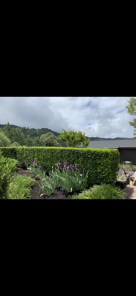 Professional yard maintenance in Calistoga, CA - Professional Garden Maintenance & Landscaping