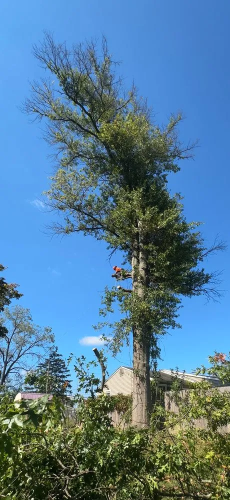 Reliable landscape design experts serving Chester, PA - Professional Gardens Landscaping & Tree Service